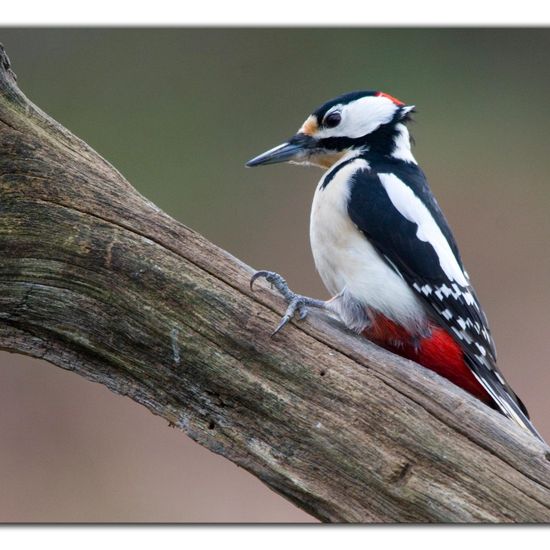 Great Spotted Woodpecker: Animal in habitat Backyard in the NatureSpots App