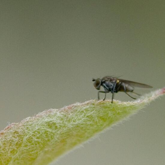 Hydrellia geniculata geniculata: Tier im Habitat Garten in der NatureSpots App