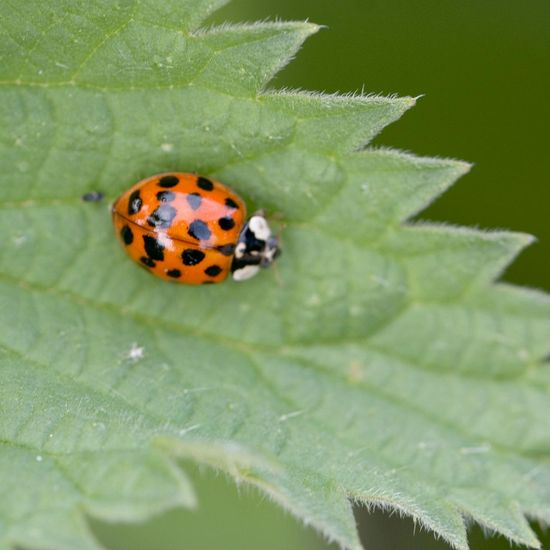 Asiatischer Marienkäfer: Tier im Habitat Ackerrandstreifen in der NatureSpots App