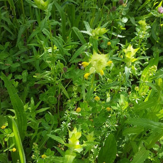 Brown-banded carder bee: Animal in habitat Natural Meadow in the NatureSpots App