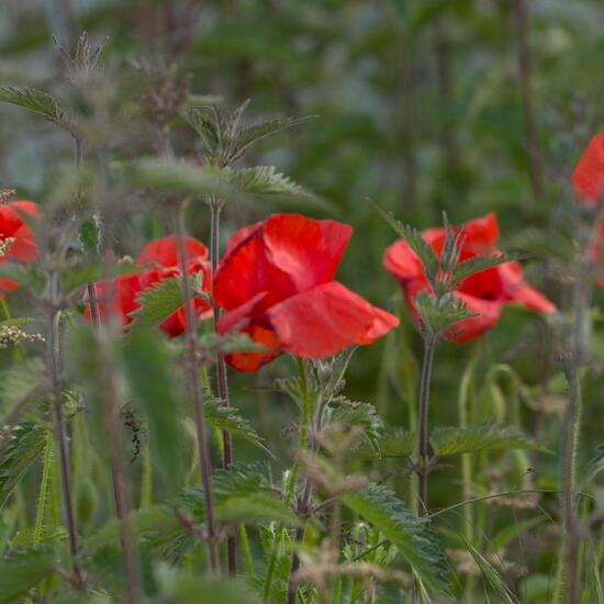 Klatschmohn: Pflanze im Habitat Ackerrandstreifen in der NatureSpots App