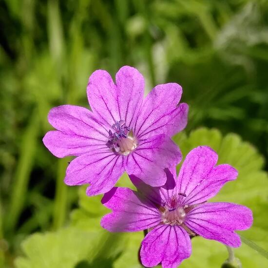 Geranium pyrenaicum: Plant in habitat Garden in the NatureSpots App