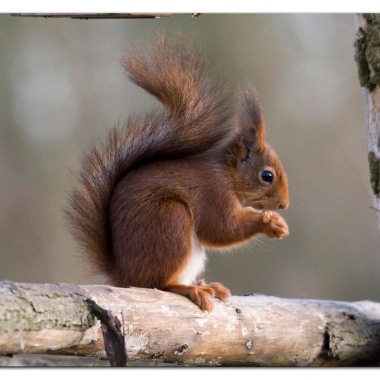 Eurasisches Eichhörnchen: Tier im Habitat Hinterhof in der NatureSpots App