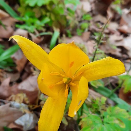 Tulipa sylvestris: Plant in nature in the NatureSpots App