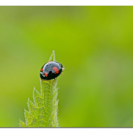 Asiatischer Marienkäfer: Tier im Habitat Ackerrandstreifen in der NatureSpots App