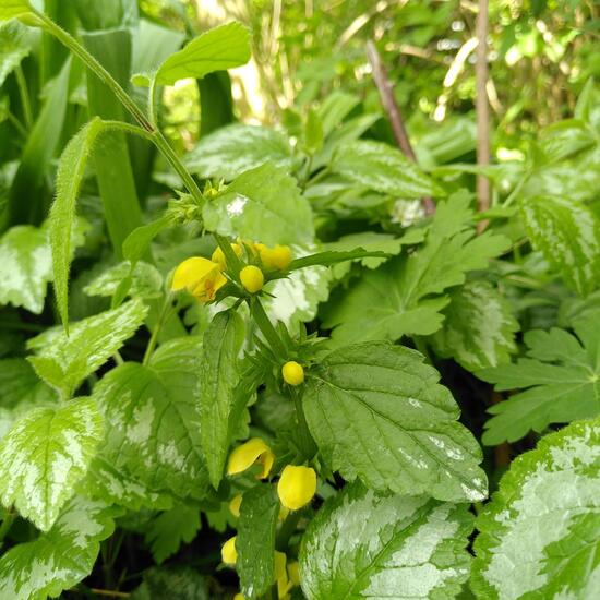 Lamium galeobdolon: Plant in habitat Garden in the NatureSpots App