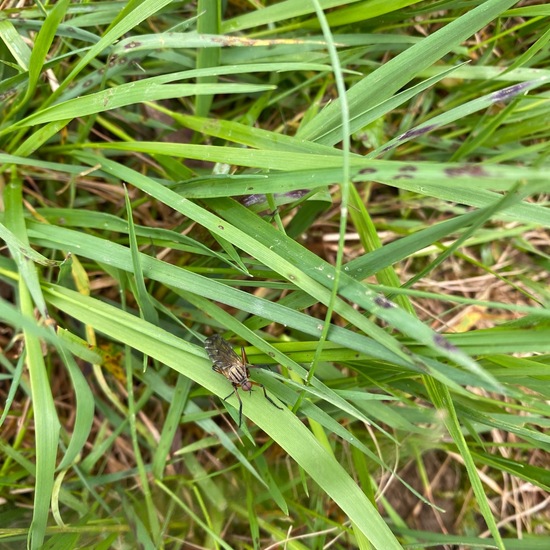 Eine unbekannte Art: Tier im Habitat Grasland und Büsche in der NatureSpots App