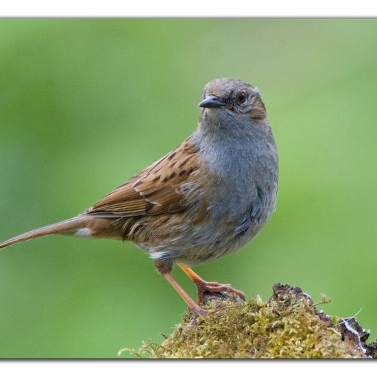 Dunnock: Animal in habitat Backyard in the NatureSpots App