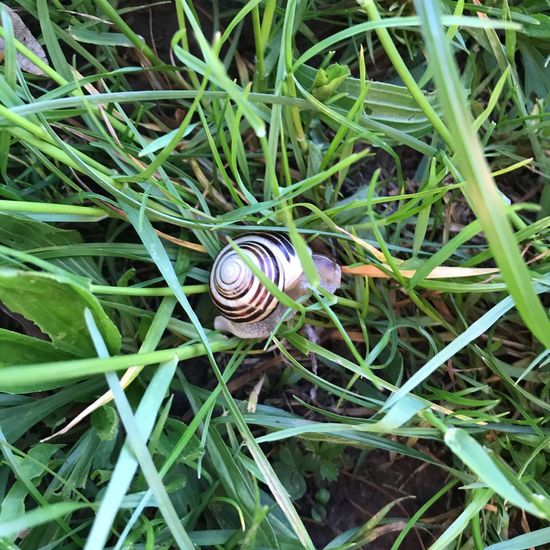 Garten-Bänderschnecke: Tier im Habitat Fluss in der NatureSpots App