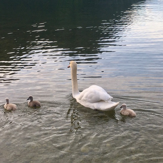 Mute swan: Animal in habitat Lake in the NatureSpots App