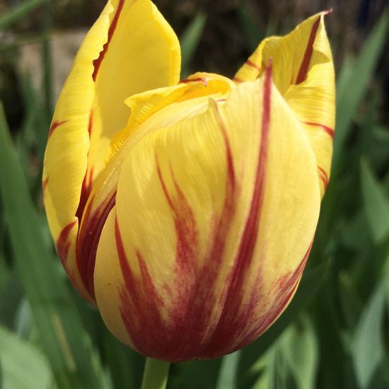 Tulpen: Pflanze im Habitat Garten in der NatureSpots App