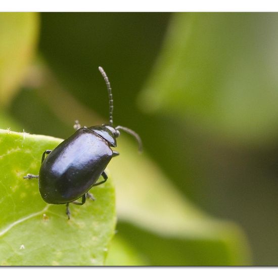 Blauer Erlenblattkäfer: Tier im Habitat Garten in der NatureSpots App