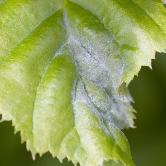 Powdery mildew: Mushroom in habitat Garden in the NatureSpots App