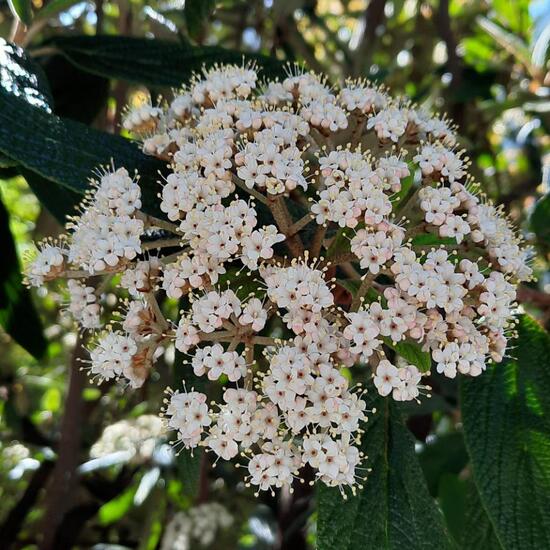 Viburnum rhytidophyllum: Plant in habitat Garden in the NatureSpots App