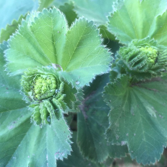 Alchemilla mollis: Plant in habitat Garden in the NatureSpots App