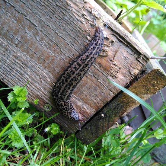 Limax maximus: Animal in habitat Garden in the NatureSpots App