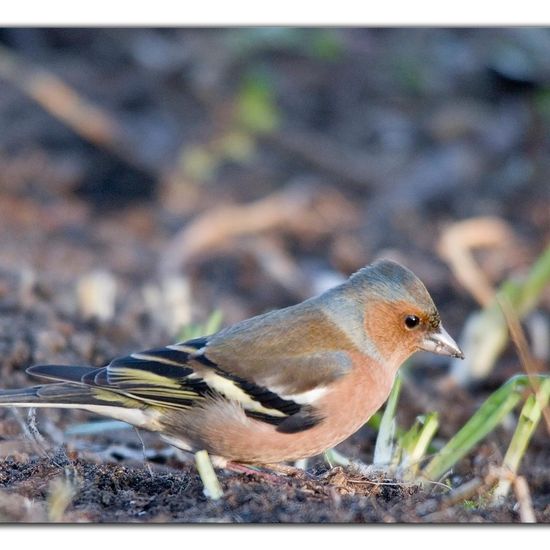 Buchfink: Tier im Habitat Hinterhof in der NatureSpots App