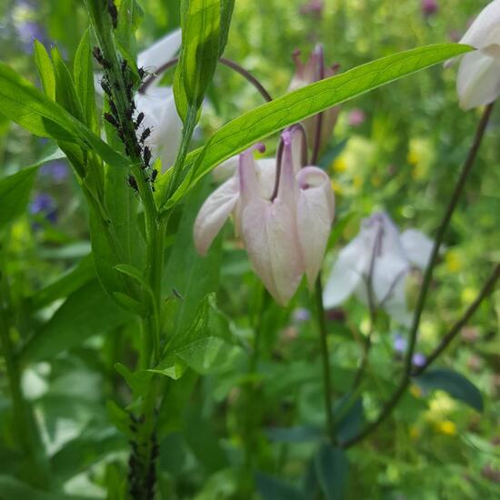 Blattläuse: Tier im Habitat Naturnahe Wiese in der NatureSpots App