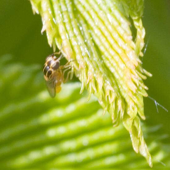 Halmfliegen: Tier im Habitat Garten in der NatureSpots App