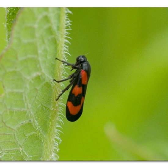 Cercopis vulnerata: Animal in habitat Road or Transportation in the NatureSpots App