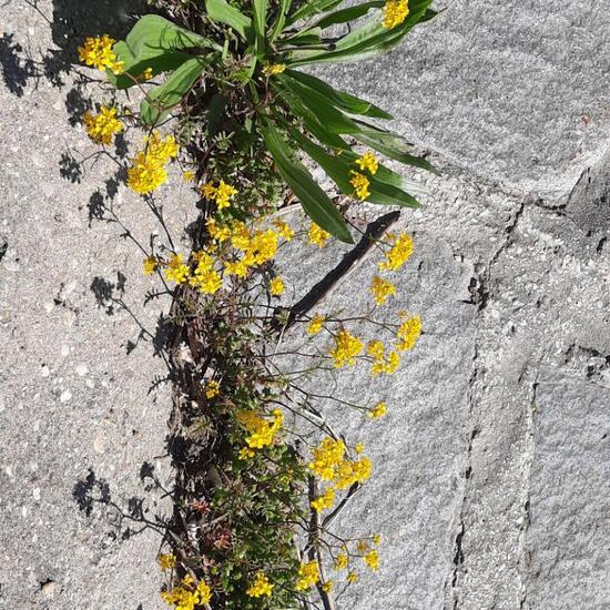 Rorippa sylvestris: Plant in habitat City and Urban in the NatureSpots App