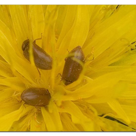 Himbeerkäfer: Tier im Habitat Naturnahe Wiese in der NatureSpots App