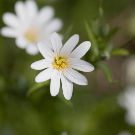 Greater stitchwort: Plant in nature in the NatureSpots App
