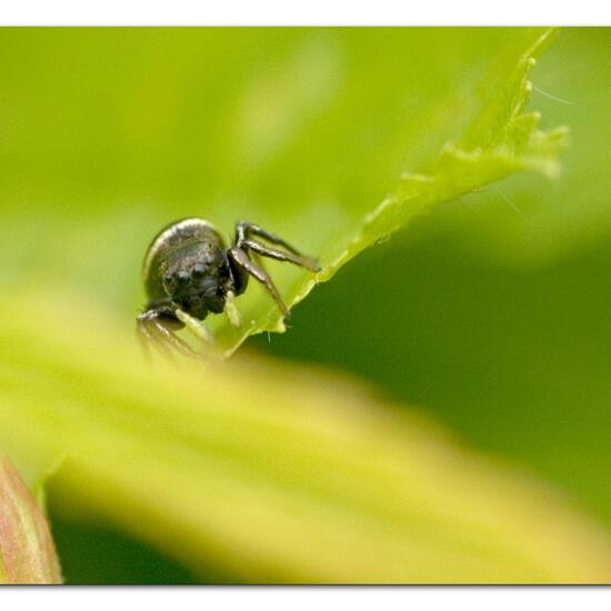 Heliophanus glaucus: Tier im Habitat Garten in der NatureSpots App