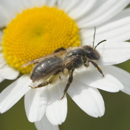 Andrena scotica: Animal in habitat Buffer strip in the NatureSpots App