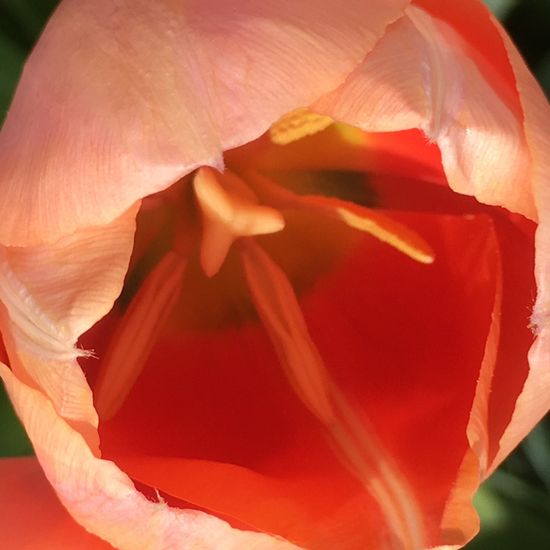 Tulpen: Pflanze im Habitat Garten in der NatureSpots App