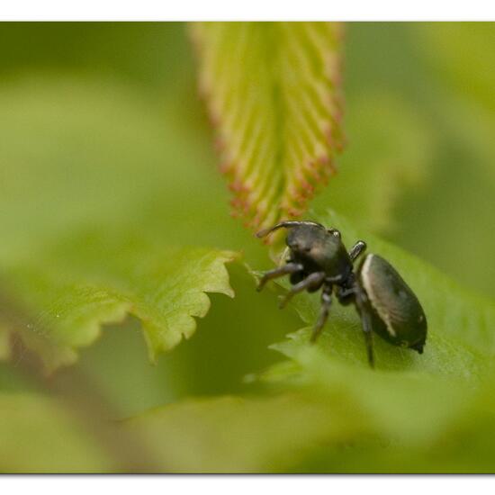 Heliophanus glaucus: Tier in der Natur in der NatureSpots App