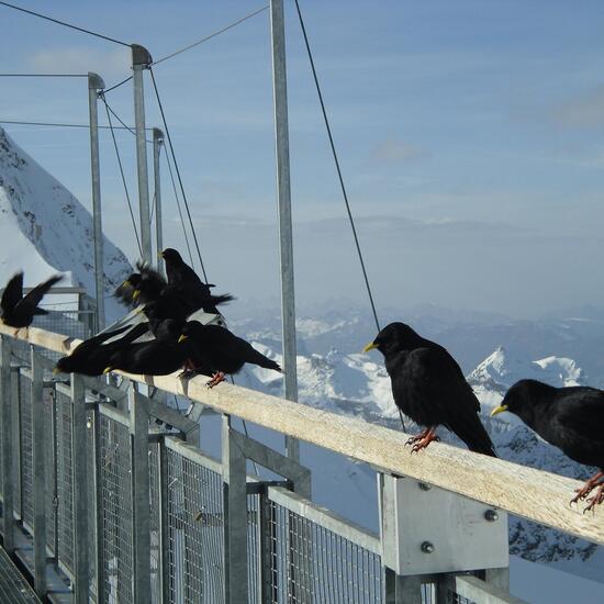 Alpine Chough: Animal in habitat Glacial ice in the NatureSpots App