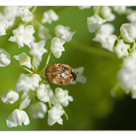 Varied carpet beetle: Animal in habitat Garden in the NatureSpots App