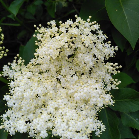 Schwarzer Holunder: Pflanze im Habitat Hecke/Blumenbeet in der NatureSpots App