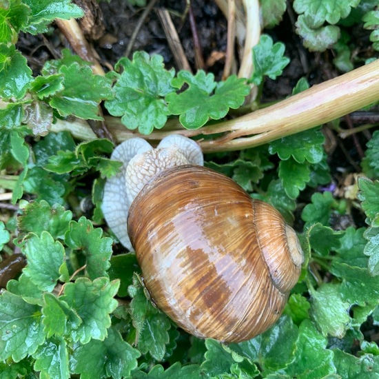 Podolische Weinbergschnecke: Tier im Habitat Garten in der NatureSpots App