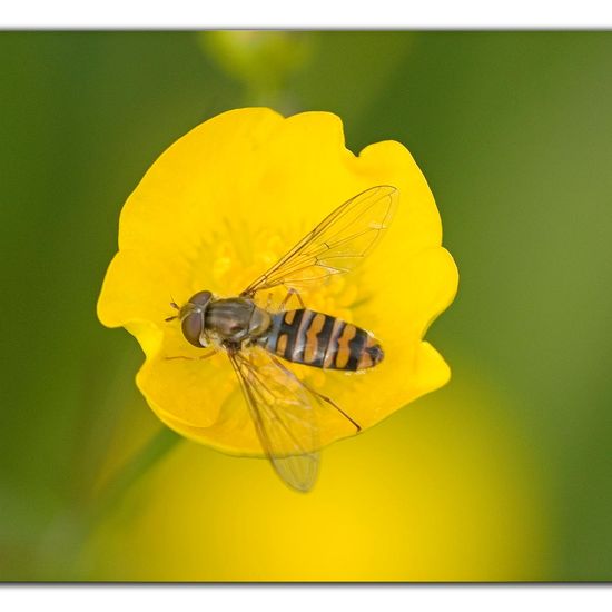 Hainschwebfliege: Tier im Habitat Strasse/Verkehr in der NatureSpots App