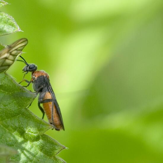 Dolerus aericeps: Animal in habitat Buffer strip in the NatureSpots App