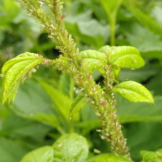 Blattläuse: Tier im Habitat Garten in der NatureSpots App