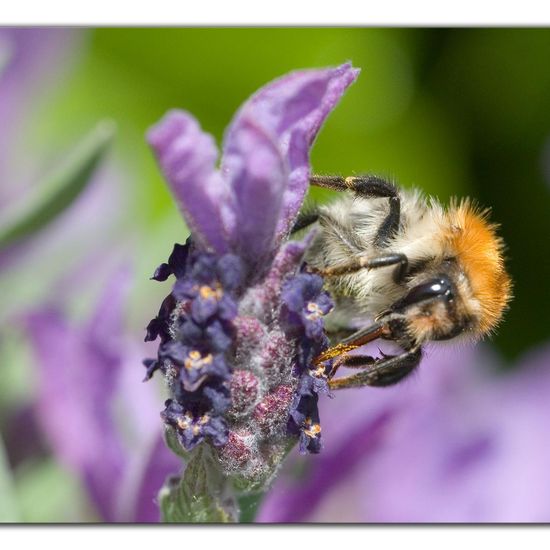 Bombus pascuorum: Animal in habitat Garden in the NatureSpots App