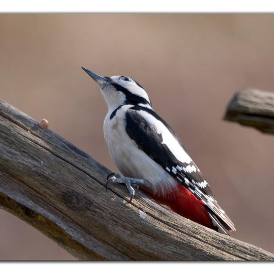 Great Spotted Woodpecker: Animal in habitat Backyard in the NatureSpots App