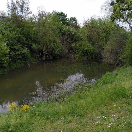 Landschaft: Süßwasser im Habitat Bach in der NatureSpots App