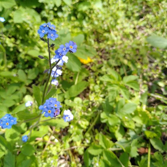 Vergissmeinnicht: Pflanze im Habitat Strasse/Verkehr in der NatureSpots App