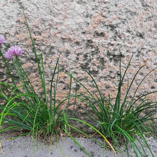 Chives: Plant in nature in the NatureSpots App