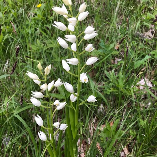 Cephalanthera longifolia: Plant in habitat Natural Meadow in the NatureSpots App