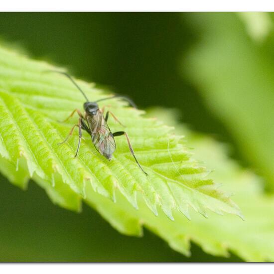 Schlupfwespen: Tier im Habitat Garten in der NatureSpots App