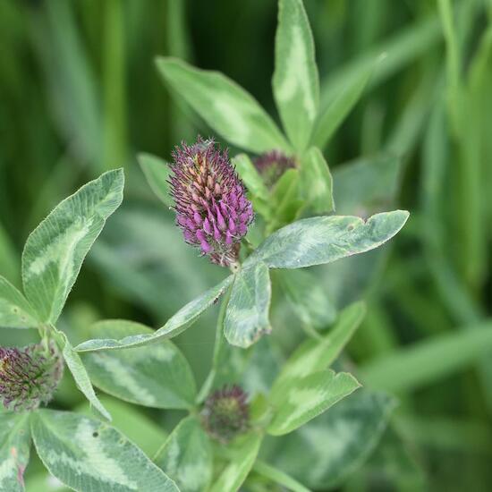 Trifolium pratense: Plant in habitat Buffer strip in the NatureSpots App