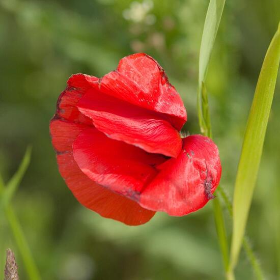 Klatschmohn: Pflanze im Habitat Ackerrandstreifen in der NatureSpots App