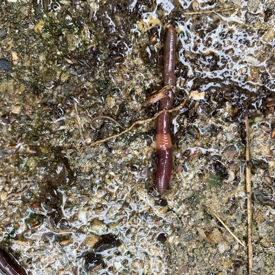 Gemeiner Regenwurm: Tier im Habitat Garten in der NatureSpots App