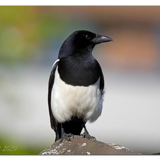 Eurasian Magpie: Animal in habitat Garden in the NatureSpots App