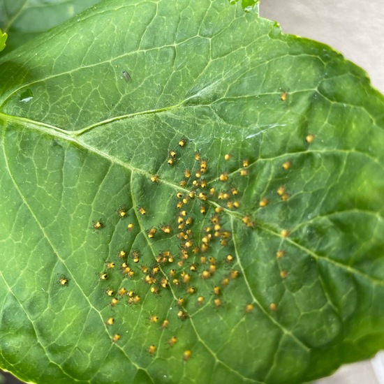 Gartenkreuzspinne: Tier im Habitat Garten in der NatureSpots App